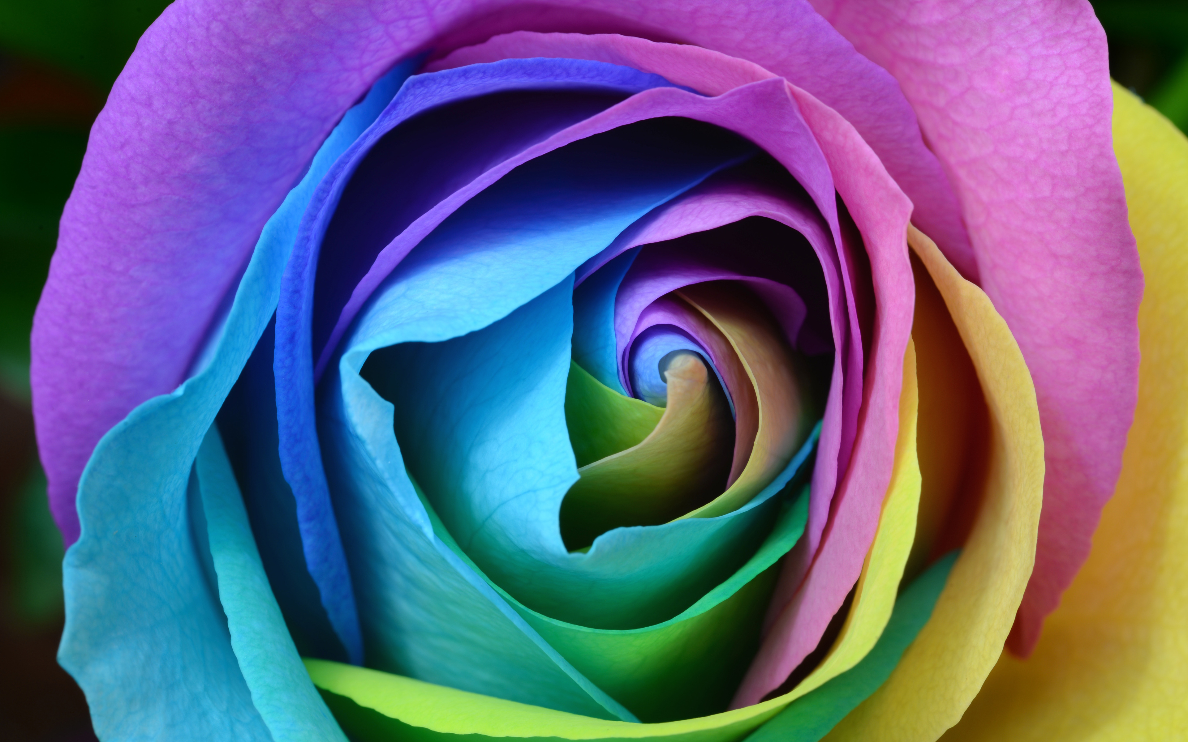 Colorful Rose 4K363155136